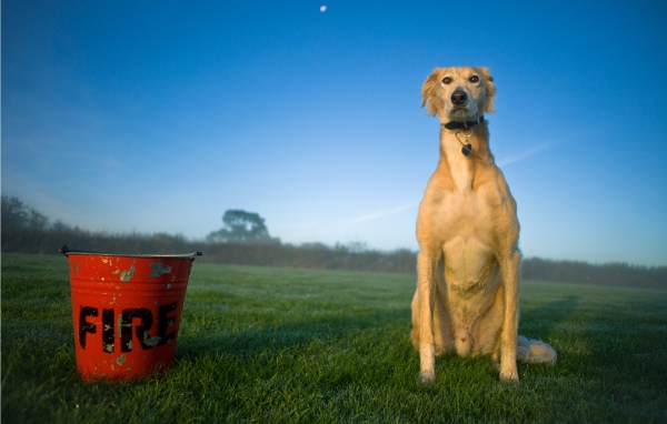 Собака салюки с пожарным ведром