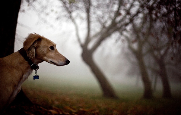 Салюки в лесу