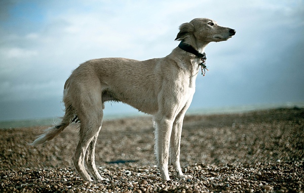 Салюки на гальке