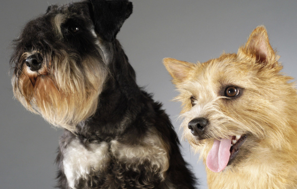 Шнауцер и терьер