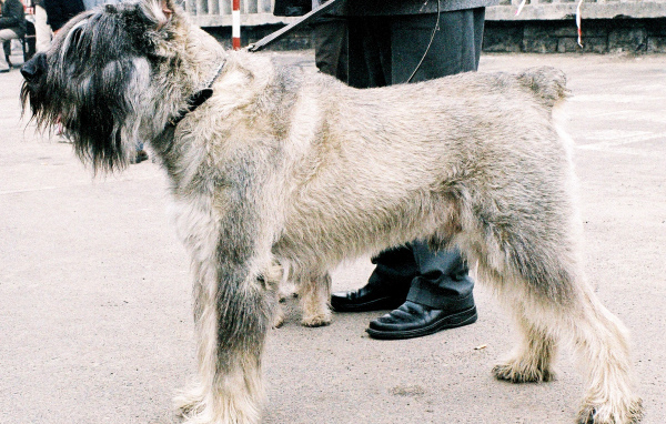 Шнауцер на выставке собак