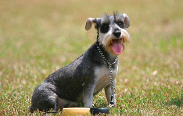 Собака шнауцер на поляне