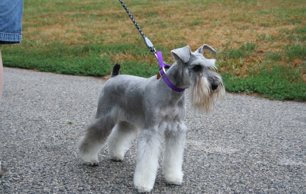 Шнауцер на прогулке