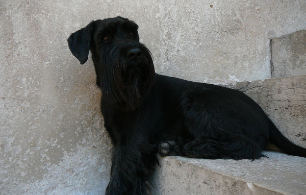 Шнауцер сидит на ступеньках