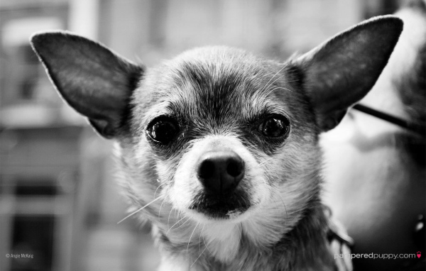 Серьезный взгляд чихуахуа