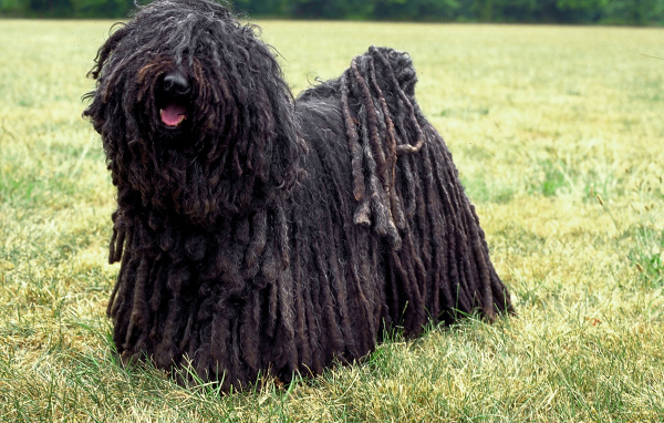 Лохматый комондор во всей красе