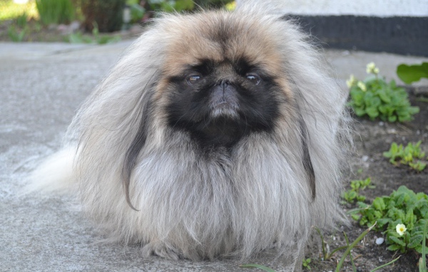 Лохматый пекинес на прогулке