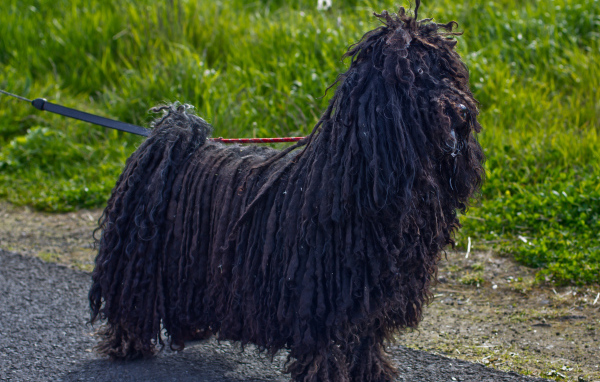 Лохматый черный комондор