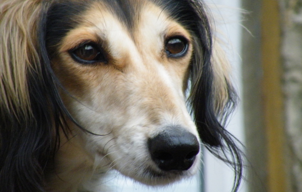 Лохматая собака салюки