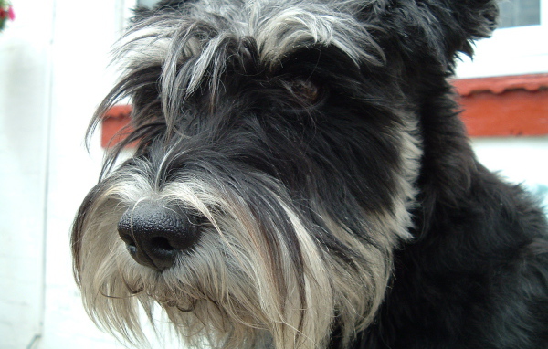 Лохматый пес шнауцер