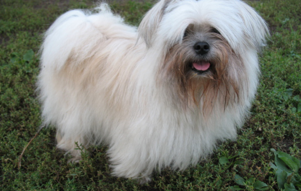 Лохматая болонка на газоне