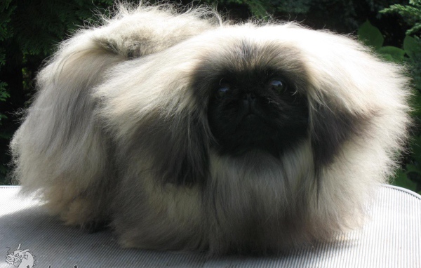 Лохматое чудо пекинес