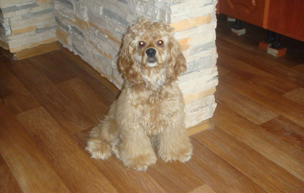 Лохматый спаниель в доме