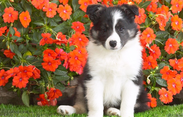 Шотландской овчарки щенок