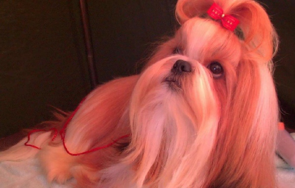 Собака шитцу с бантом