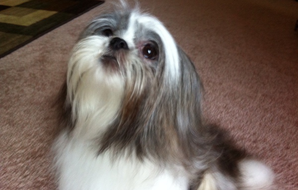 Шитцу смотрит вверх