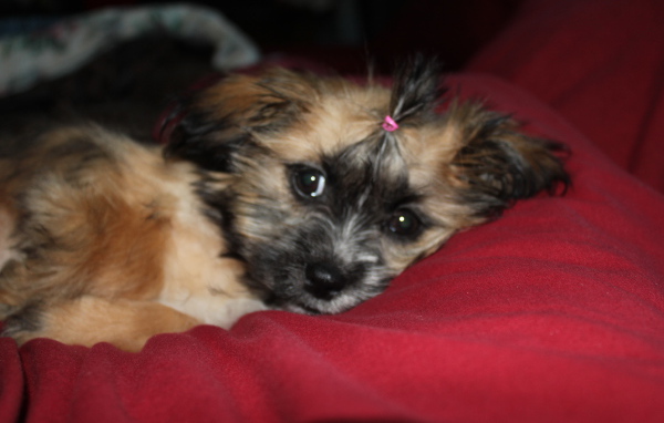 Шитцу лежит на перине