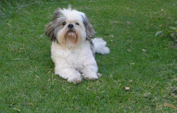 Шитцу лежит на траве