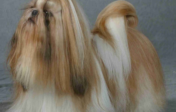 Шитцу на поводке