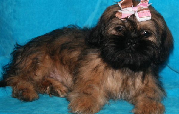 Щенок шитцу на голубом фоне