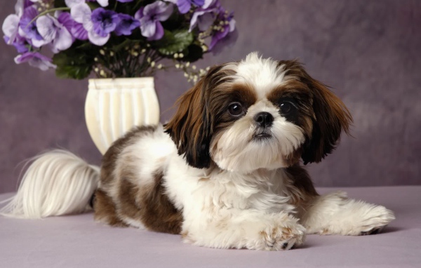 Шитцу с букетом