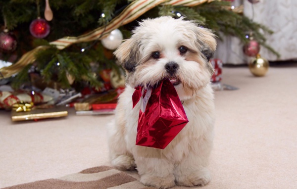 Shih tzu puppy for Christmas