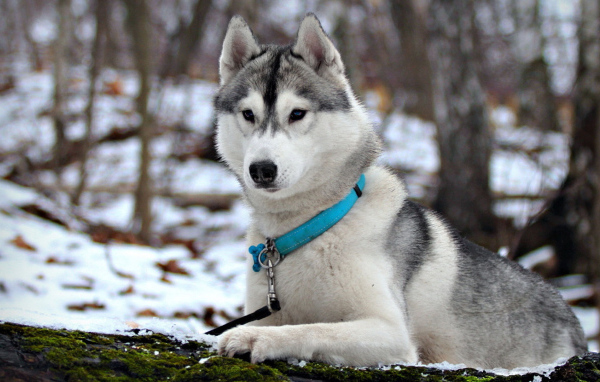 Сибирская лайка в ошейнике