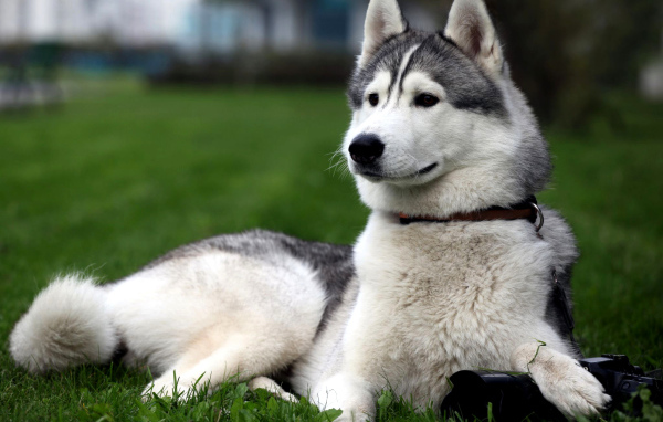 Сибирская лайка позирует