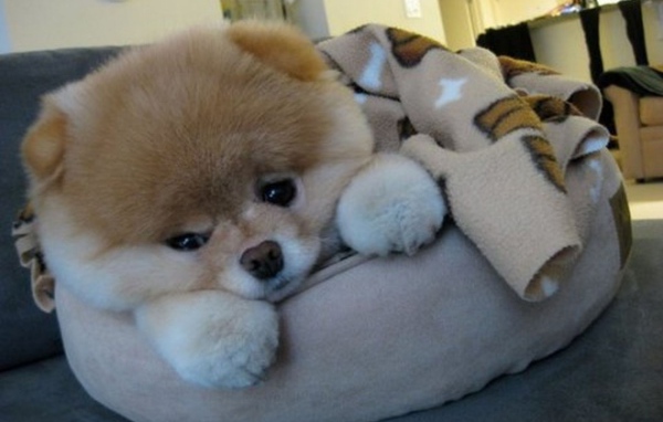 Маленький шпиц отдыхает