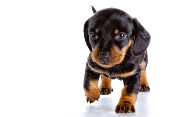 Маленький щенок таксы