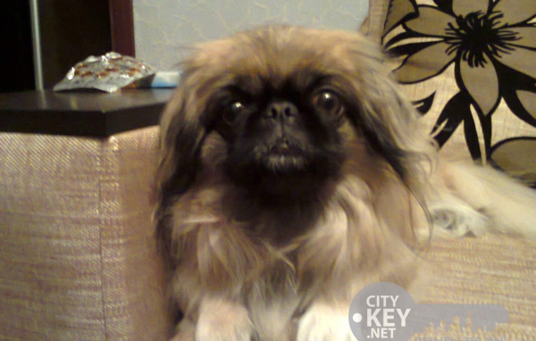 Маленький друг человека пекинес