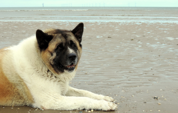 Улыбка американской акиты