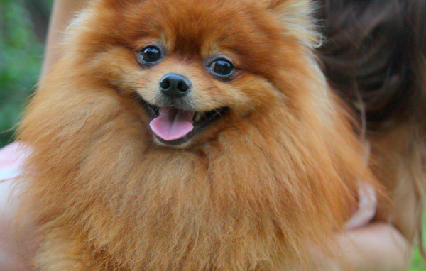 Улыбчивый немецкий шпиц