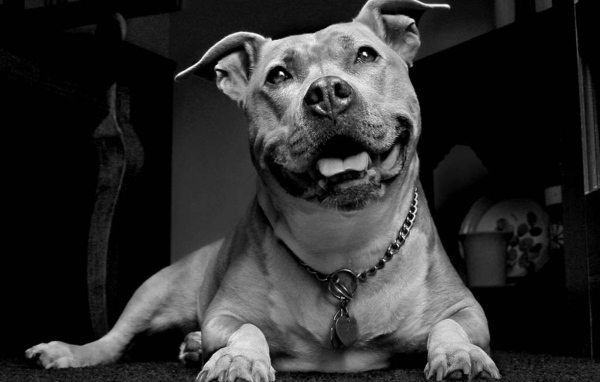 Улыбчивый пес питбуль