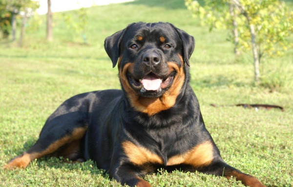 Улыбающийся пес ротвейлер