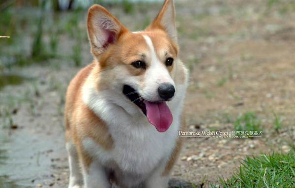 Улыбающийся пес вельш-корги