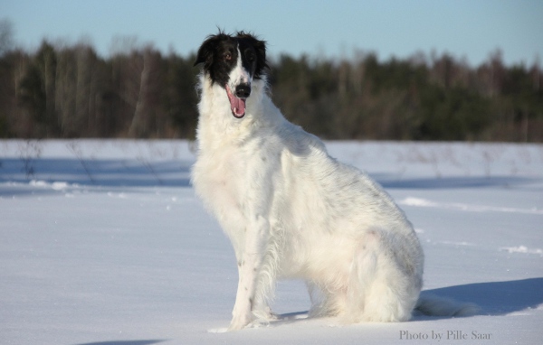 Улыбчивая борзая собака