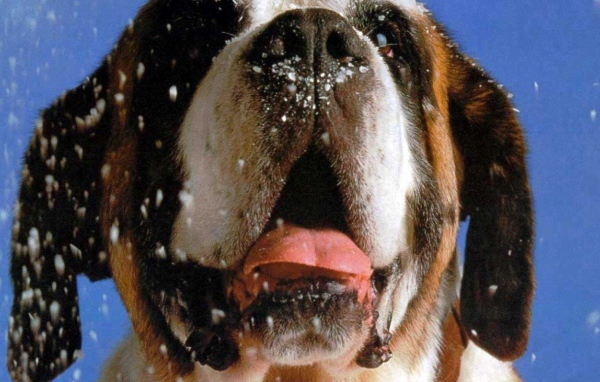 Снег на морде сенбернара