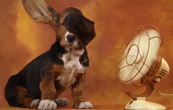 Собака спаниель у вентилятора