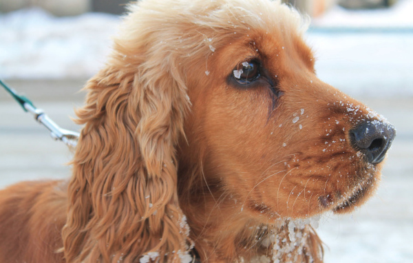 Спаниель вывалялся в снегу