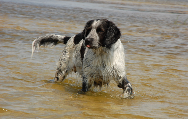 Спаниель играет в воде