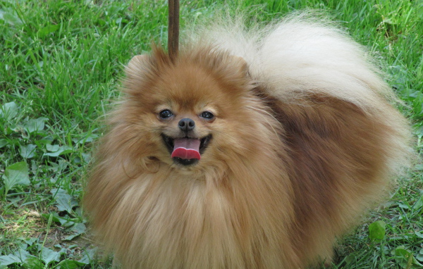 Шпиц на лугу улыбается