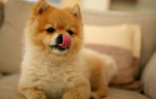 Шпиц облизывает нос