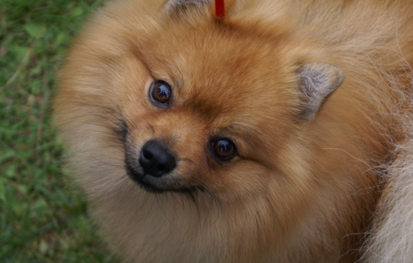 Шпиц смотрит в камеру