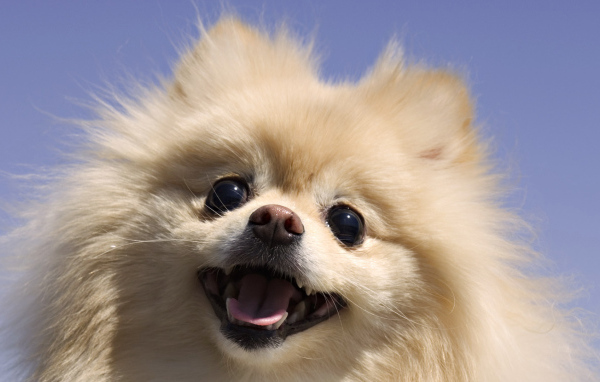 Шпиц на фоне неба