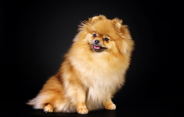 Шпиц на черном фоне