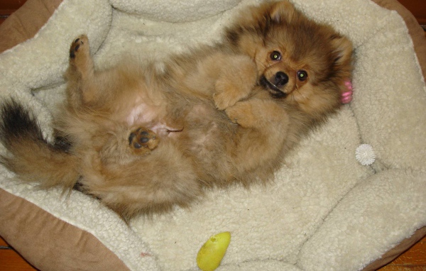 Шпиц отдыхает в кроватке