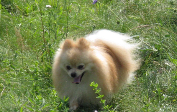 Шпиц бежит по лугу