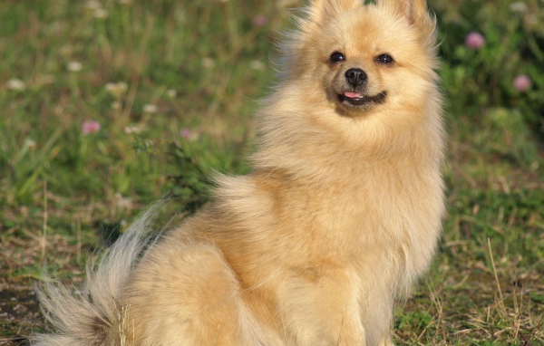 Шпиц на прогулке