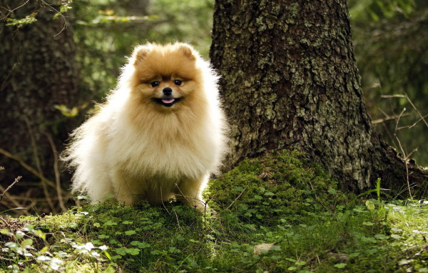 Шпиц гуляет в лесу